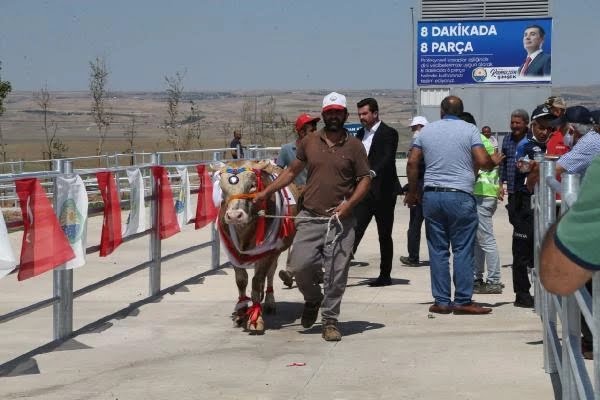 Ankara'da 'Kurban Güzellik Yarışması'