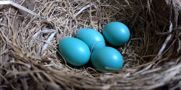 Olağanüstü Görüntüsünün Altında Yatan Sır: Mavi Yumurta Nedir?